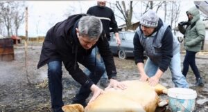 ANALIZĂ Schimbarea la față a USR: Tradiționalism și patriotism pentru a ține piept AUR 3 Barna porc