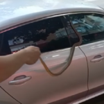 şarpe în Slobozia / captură video