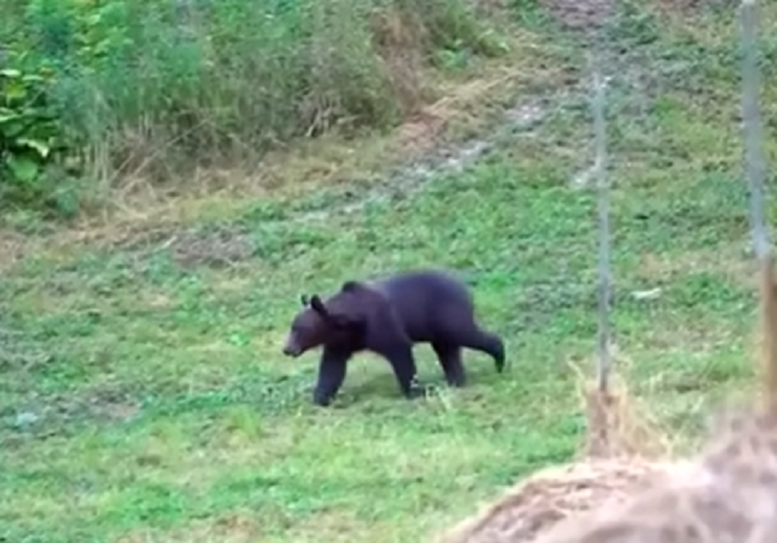 urs / captură video