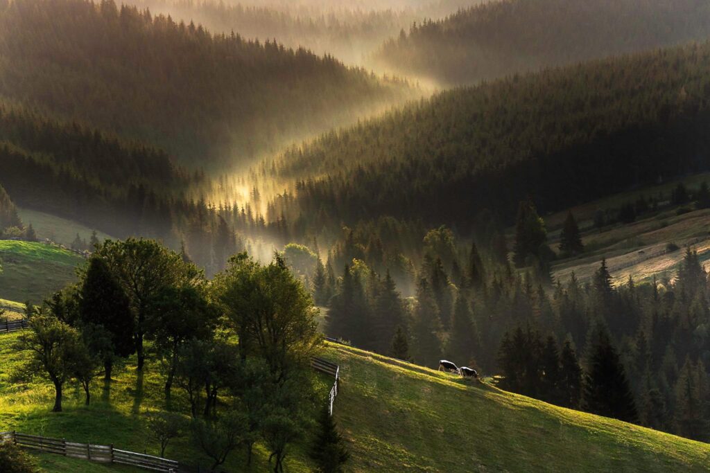 bucovina