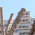 copaci