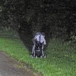 metoda bebeluşului abandonat cărucior