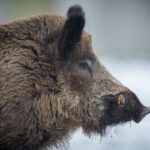 porc mistret