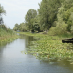 Delta Dunării