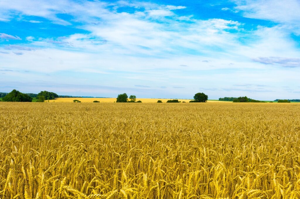 cereale-ucraina
