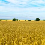 cereale-ucraina