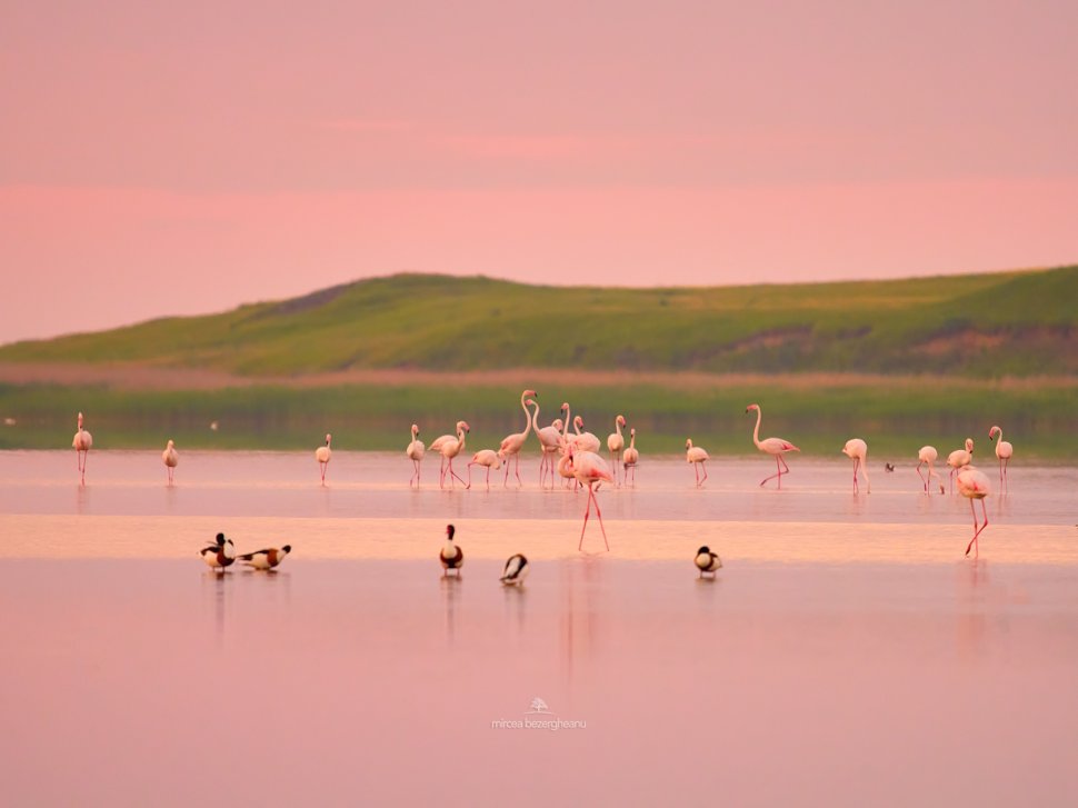 flamingo delta