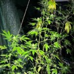 cannabis droguri