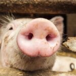 Consum de carne de pui
