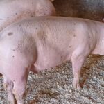 porci