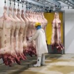 abator carne porc