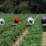 muncitori agricultura