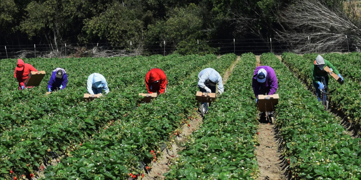 muncitori agricultura