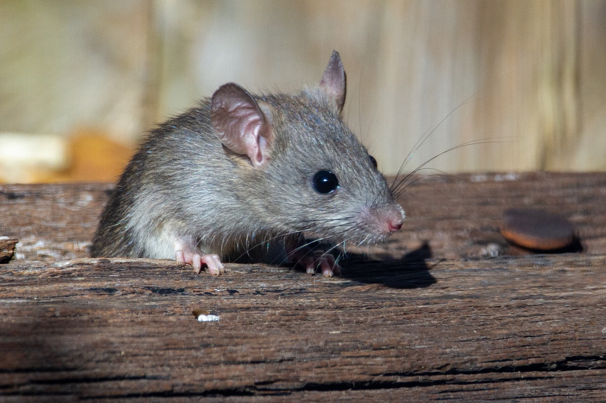 rat şoarece şobolan
