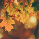 Sursa foto: unsplash
