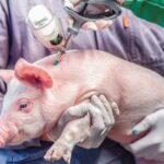 vaccin pesta porcina africana