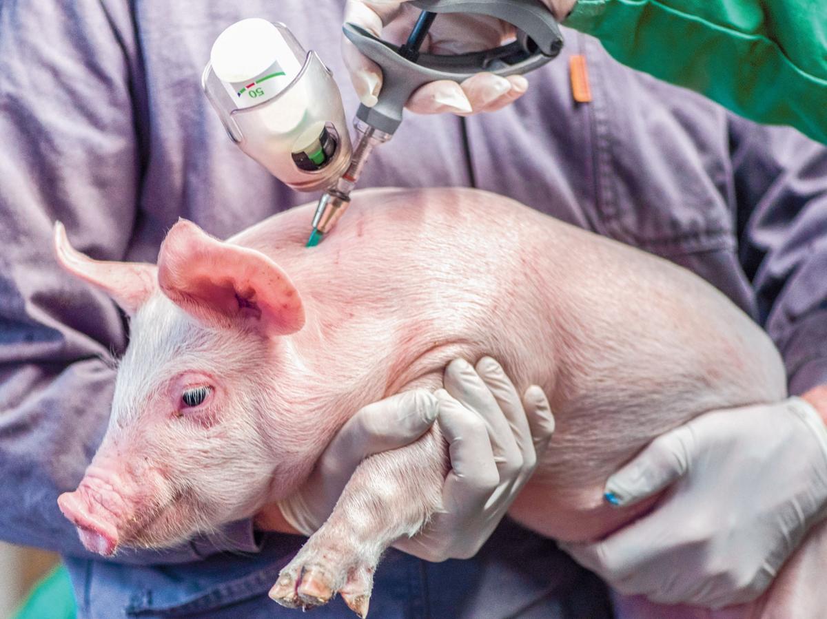vaccin pesta porcina africana