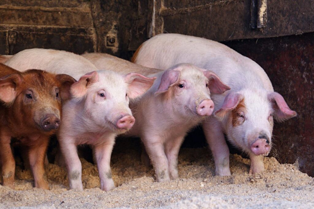 porci