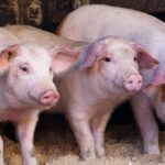 porci
