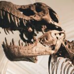 Dinosaur
