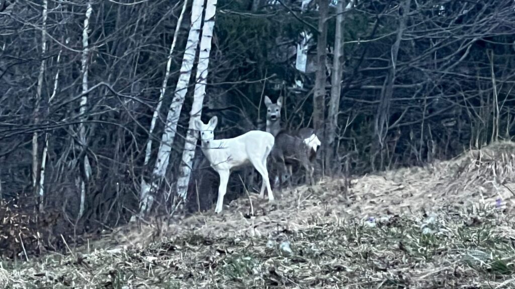 Caprioara Alba