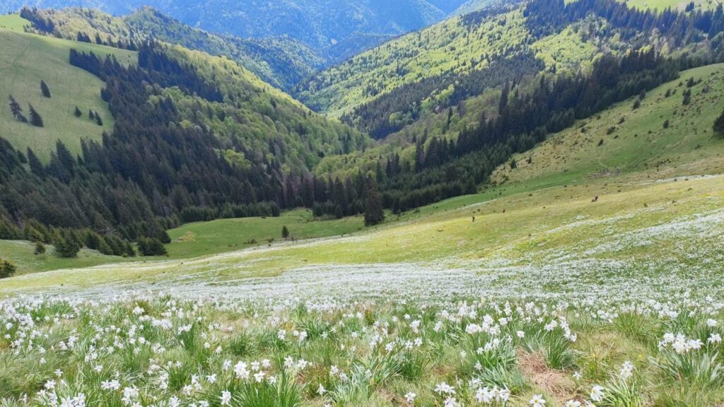 Parcul National Muntii Rodnei