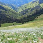 Parcul National Muntii Rodnei