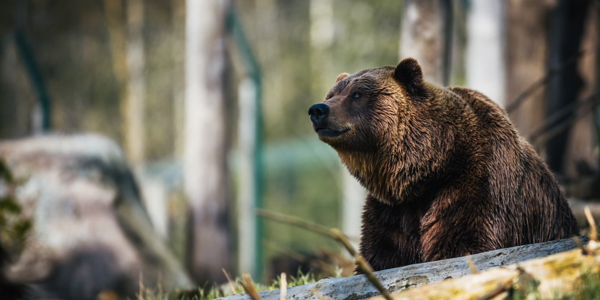 Deputații au votat modificarea legii privind împușcarea urșilor. Legea merge la promulgare